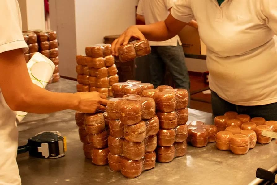 Trabajadores de Colfood recogiendo caña de azucar