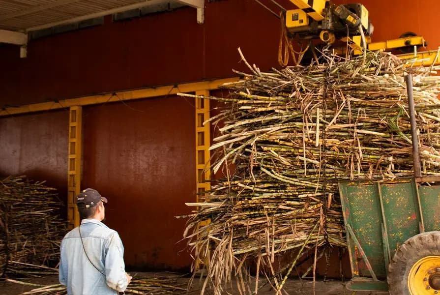Trabajador compactando caña