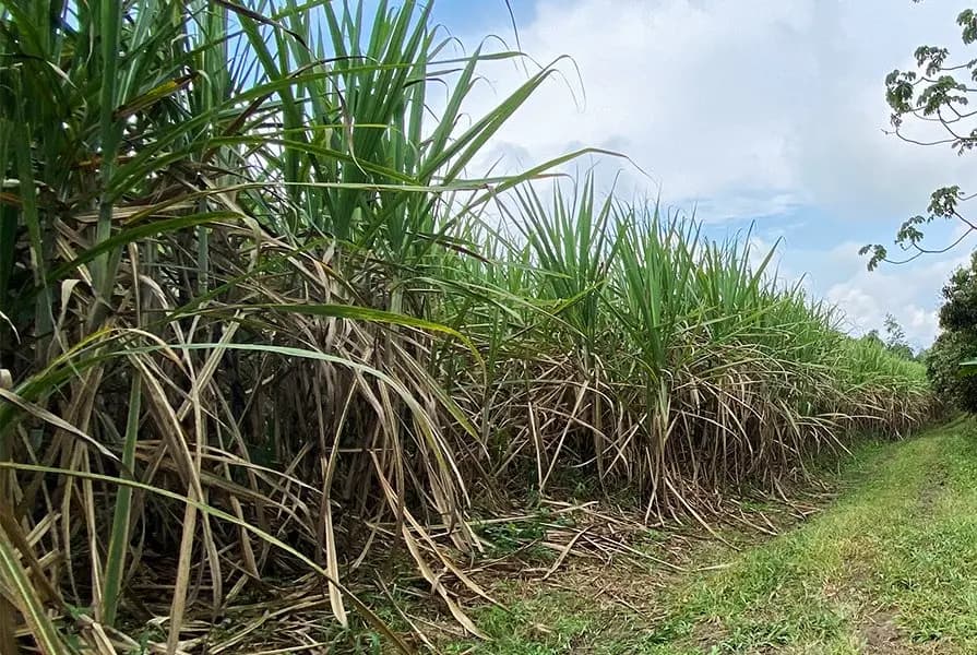 Adecuación, preparación y siembra hover