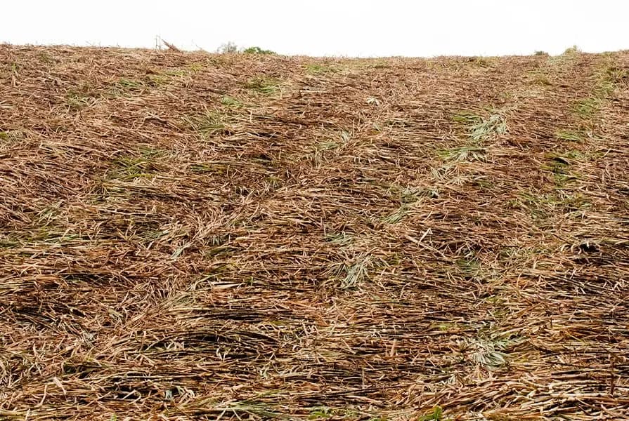Adecuación, preparación y siembra
