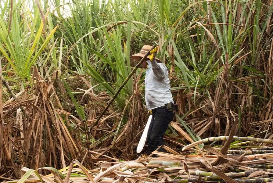 Crecimiento y cosecha de la caña hover