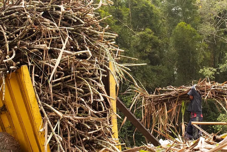 Crecimiento y cosecha de la caña